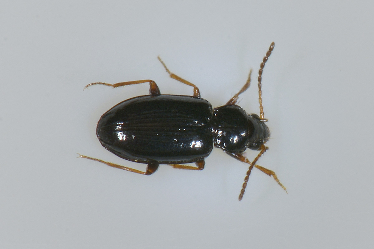 Minuscolo Carabide: Tachyura sexstriata